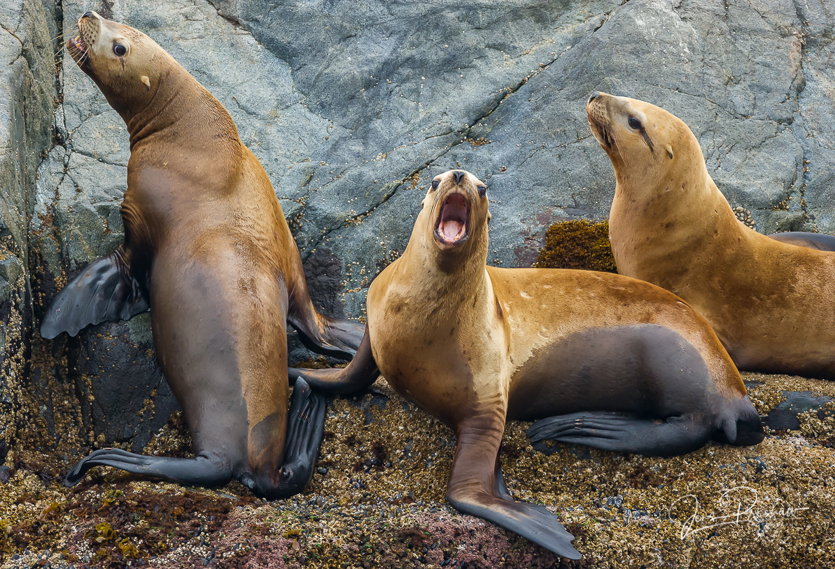 Stellar Sea Lion